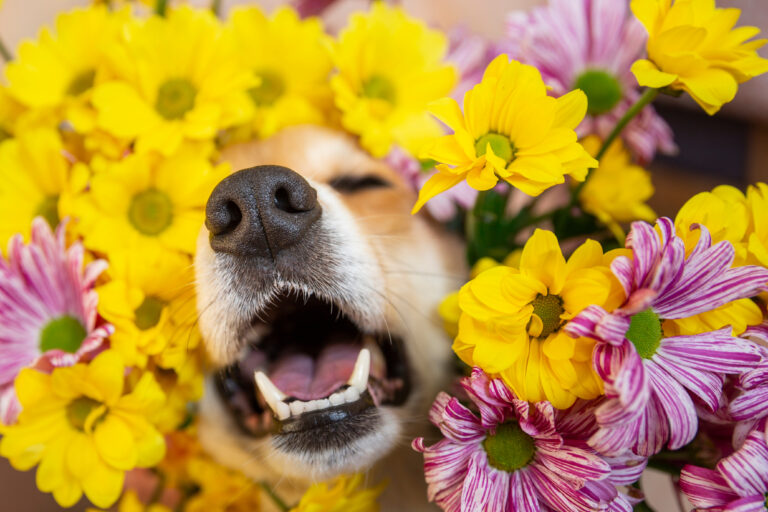 hund med gule og rosa blomster på alle sider